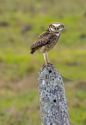 0011 Burrowing Owl