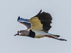 0037 Southern Lapwing 60D-2924