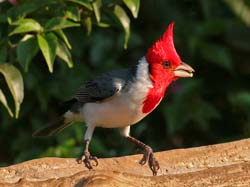 0039 Red-crested Cardinal 60D-2985