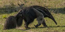 0041 Giant Anteater with Juvenile 60D-3052