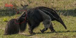 0042 Giant Anteater with Juvenile 60D-3052b