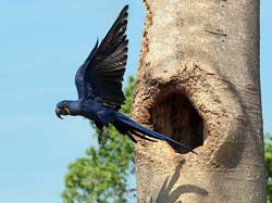 0049 Hyacinth Macaw