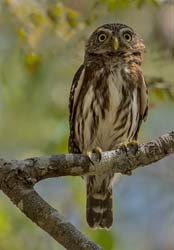 0051 Burrowing Owl 60D-3273