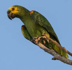 0067 Blue-fronted Parrot 60D-3693