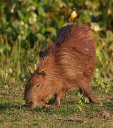 0072 Capybara 60D-3584
