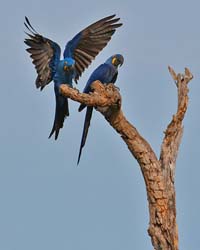 0092 Hyacinth Macaws 60D-4007