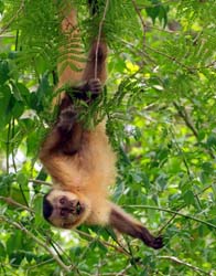 0112 Hooded Capuchin Monkey 60D-4303