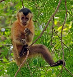 0117 Hooded Capuchin Monkey 60D-4312