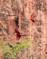 0133 Red and Green Macaws 60D-4464