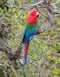 0134 Red and Green Macaw 60D-4480