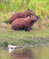 0166 Capybaras 60D-5145