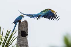 0168 Blue and Yellow Macaws 60D-5156