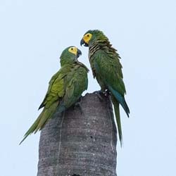 0171 Yellow-collared Macaws 60D-5222