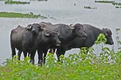 0181 Water Buffalos 60D-5394