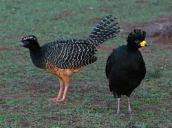 0200 Bare-faced Curassows 60D-5630