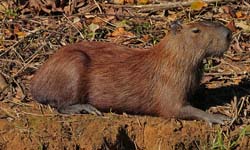 0249 Capybara  9J8E5296