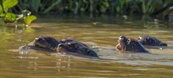 0258 Giant Otters 60D-6465