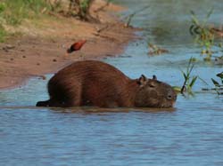 0263 Capybara 60D-6537