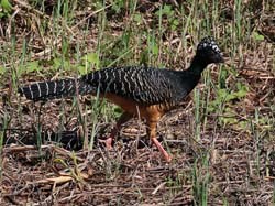 0270 Bare-faced Curassow 60D-6474
