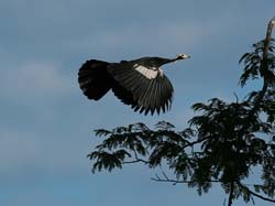 0281 Common Piping Guan 60D-6819