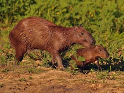 0312 Capybara 60D-7148