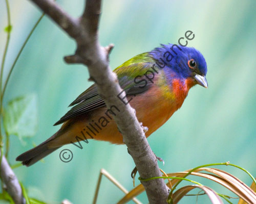 MG7A0723-Painted-Bunting-8