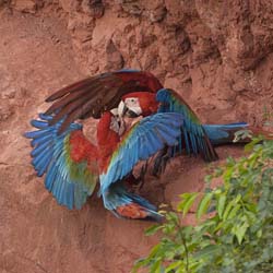 082 Red-and-green Macaws 11J8E2213