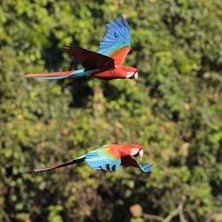 084 Red-and-green Macaws 11J8E1371