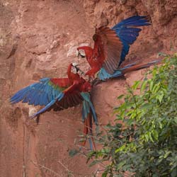091 Red-and-green Macaws 11J8E2224