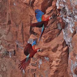 097 Red-and-green Macaws 11J8E2063