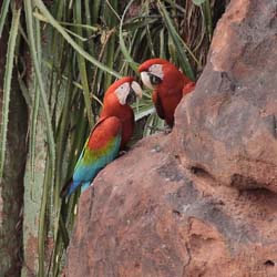 099 Red-and-green Macaws 11J8E2086