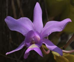 100 Purple Orchid 70D2213
