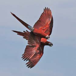 101 Red-and-green Macaws 11J8E1698