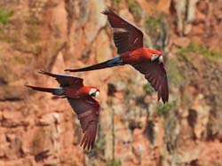 105 Red-and-green Macaws 11J8E1533