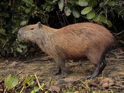 112 Capybara 11J8E2753