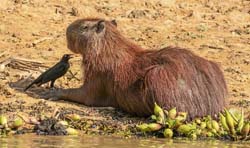 133 Capybara 70D2281