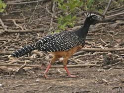 146 Bare-faced Curassow 70D2675