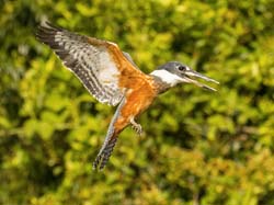 150 Ringed Kingfisher 70D2389