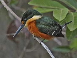 151 Green and Rufous Kingfisher 70D2471