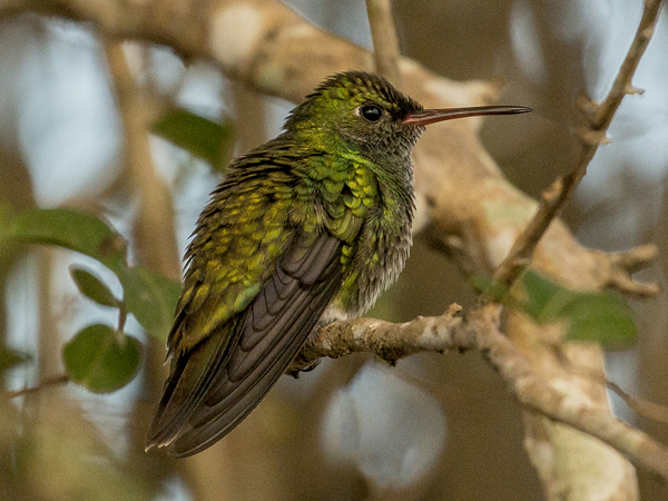 169 Glittering-throated Hummingbird 70D2784