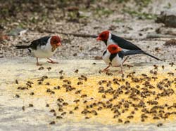 171 Red-cowled Cardinals 70D2762