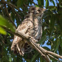 173 Great Horned Owl 70D3355