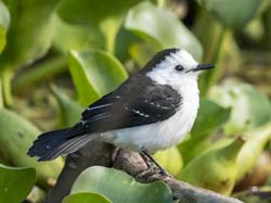180 Black-backed Water Tyrant 70D2821