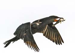 186 Neotropic Cormorant 70D2869