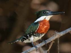 196 Green and Rufous Kingfisher 70D3155