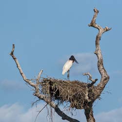 212 Jabiru Stork Nest 70D3393