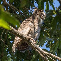 213 Great Horned Owl 70D3377