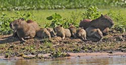 230 Capybara Family 11J8E3346