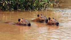 315 Capybaras 70D4037