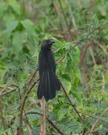 338 Smooth-Billed Ani 70D4201